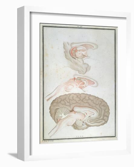 Cross-Section of the Brain, from 'Traite D'Anatomie Et De Physiologie' by Felix Vicq D'Azyr-Alexandre Briceau-Framed Giclee Print