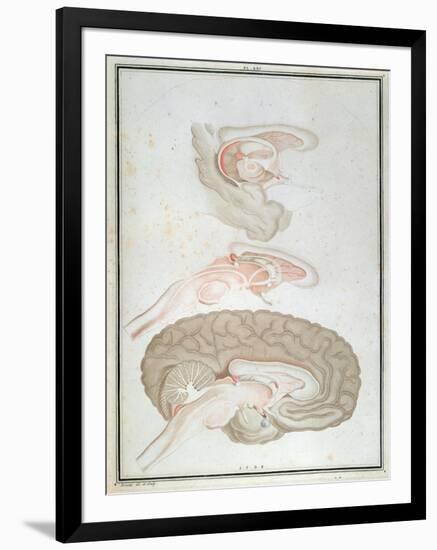 Cross-Section of the Brain, from 'Traite D'Anatomie Et De Physiologie' by Felix Vicq D'Azyr-Alexandre Briceau-Framed Giclee Print