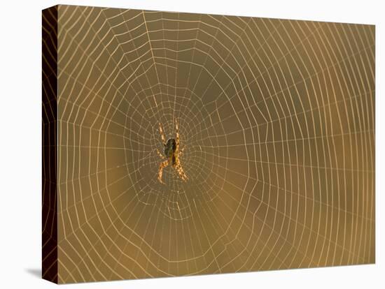 Cross Spider on Web-null-Stretched Canvas