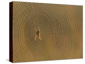 Cross Spider on Web-null-Stretched Canvas