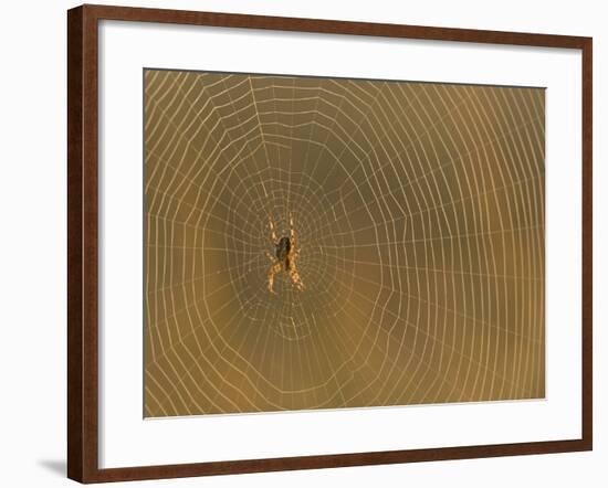 Cross Spider on Web-null-Framed Photographic Print