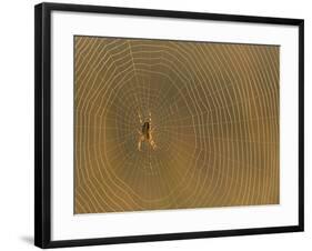 Cross Spider on Web-null-Framed Photographic Print
