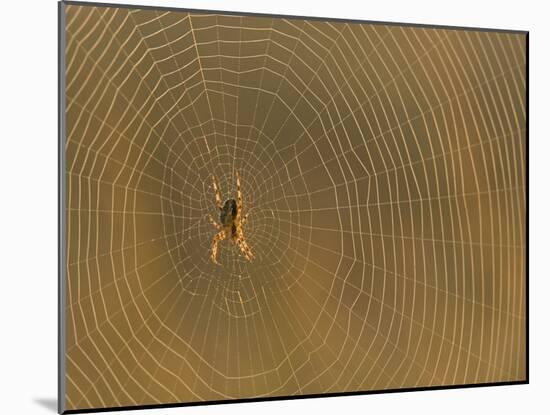 Cross Spider on Web-null-Mounted Photographic Print