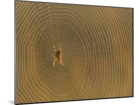 Cross Spider on Web-null-Mounted Photographic Print