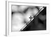 Cross Through The Trees-null-Framed Photo