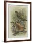 Crossbill, Illustration from 'A History of British Birds' by William Yarrell, c.1905-10-Edward Adrian Wilson-Framed Giclee Print