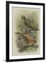 Crossbill, Illustration from 'A History of British Birds' by William Yarrell, c.1905-10-Edward Adrian Wilson-Framed Giclee Print