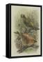 Crossbill, Illustration from 'A History of British Birds' by William Yarrell, c.1905-10-Edward Adrian Wilson-Framed Stretched Canvas