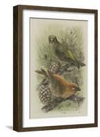 Crossbill, Illustration from 'A History of British Birds' by William Yarrell, c.1905-10-Edward Adrian Wilson-Framed Giclee Print