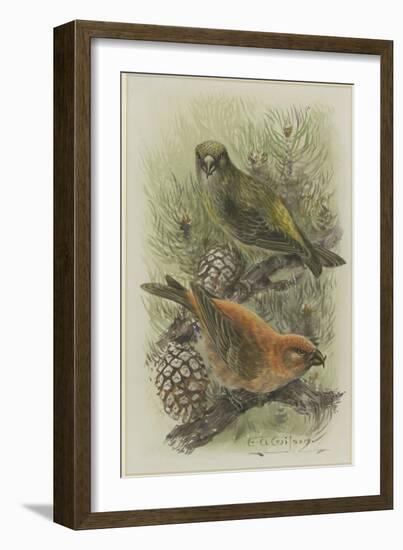 Crossbill, Illustration from 'A History of British Birds' by William Yarrell, c.1905-10-Edward Adrian Wilson-Framed Giclee Print