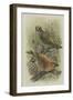 Crossbill, Illustration from 'A History of British Birds' by William Yarrell, c.1905-10-Edward Adrian Wilson-Framed Giclee Print
