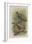 Crossbill, Illustration from 'A History of British Birds' by William Yarrell, c.1905-10-Edward Adrian Wilson-Framed Giclee Print