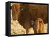 Crossbred Cow With Calf Near Choteau, Montana, USA-Chuck Haney-Framed Stretched Canvas