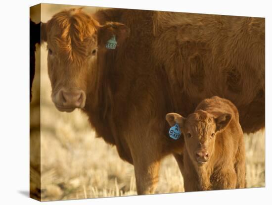 Crossbred Cow With Calf Near Choteau, Montana, USA-Chuck Haney-Stretched Canvas