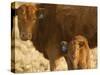 Crossbred Cow With Calf Near Choteau, Montana, USA-Chuck Haney-Stretched Canvas