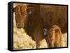 Crossbred Cow With Calf Near Choteau, Montana, USA-Chuck Haney-Framed Stretched Canvas