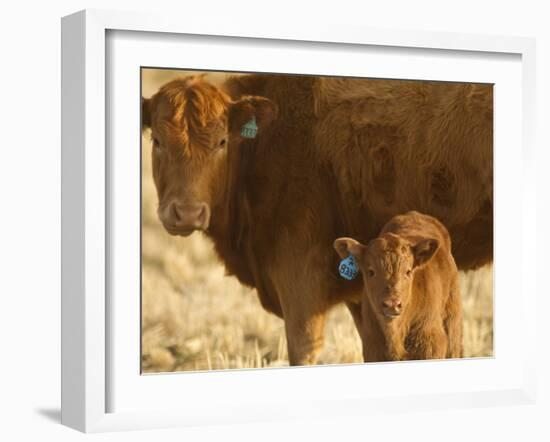 Crossbred Cow With Calf Near Choteau, Montana, USA-Chuck Haney-Framed Photographic Print