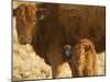 Crossbred Cow With Calf Near Choteau, Montana, USA-Chuck Haney-Mounted Photographic Print