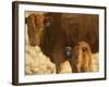 Crossbred Cow With Calf Near Choteau, Montana, USA-Chuck Haney-Framed Photographic Print