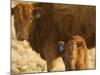 Crossbred Cow With Calf Near Choteau, Montana, USA-Chuck Haney-Mounted Photographic Print