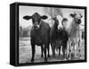 Crossbreeding of Brahmin Stock, Bragus and Braford-Cornell Capa-Framed Stretched Canvas