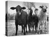 Crossbreeding of Brahmin Stock, Bragus and Braford-Cornell Capa-Stretched Canvas