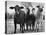 Crossbreeding of Brahmin Stock, Bragus and Braford-Cornell Capa-Stretched Canvas