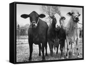 Crossbreeding of Brahmin Stock, Bragus and Braford-Cornell Capa-Framed Stretched Canvas