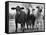 Crossbreeding of Brahmin Stock, Bragus and Braford-Cornell Capa-Framed Stretched Canvas