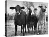 Crossbreeding of Brahmin Stock, Bragus and Braford-Cornell Capa-Stretched Canvas