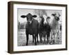 Crossbreeding of Brahmin Stock, Bragus and Braford-Cornell Capa-Framed Photographic Print