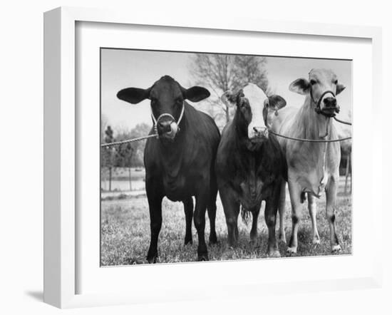 Crossbreeding of Brahmin Stock, Bragus and Braford-Cornell Capa-Framed Photographic Print