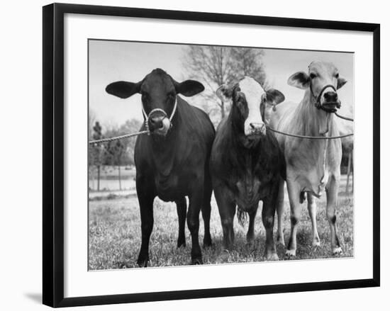 Crossbreeding of Brahmin Stock, Bragus and Braford-Cornell Capa-Framed Photographic Print