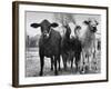 Crossbreeding of Brahmin Stock, Bragus and Braford-Cornell Capa-Framed Photographic Print