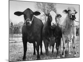 Crossbreeding of Brahmin Stock, Bragus and Braford-Cornell Capa-Mounted Photographic Print