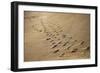 Crossing Paths-SD Smart-Framed Photographic Print