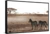 Crossing the African Plains-Jorge Llovet-Framed Stretched Canvas
