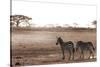 Crossing the African Plains-Jorge Llovet-Stretched Canvas