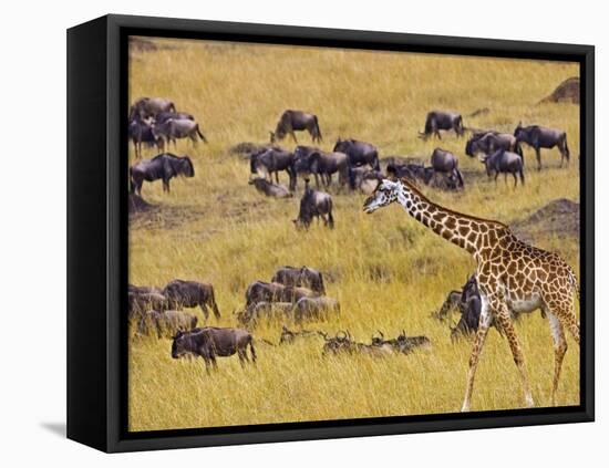 Crossing the Mara River, Maasai Mara, Kenya-Joe Restuccia III-Framed Stretched Canvas