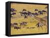 Crossing the Mara River, Maasai Mara, Kenya-Joe Restuccia III-Framed Stretched Canvas