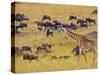 Crossing the Mara River, Maasai Mara, Kenya-Joe Restuccia III-Stretched Canvas