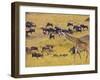 Crossing the Mara River, Maasai Mara, Kenya-Joe Restuccia III-Framed Photographic Print