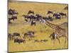 Crossing the Mara River, Maasai Mara, Kenya-Joe Restuccia III-Mounted Photographic Print