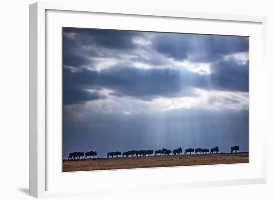 Crossing Wildebeest-2630ben-Framed Photographic Print