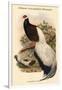 Crossoptillon Auritum - Chinese Crossoptilon Pheasant-John Gould-Framed Art Print