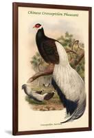 Crossoptillon Auritum - Chinese Crossoptilon Pheasant-John Gould-Framed Art Print