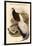 Crossoptillon Auritum - Chinese Crossoptilon Pheasant-John Gould-Framed Art Print