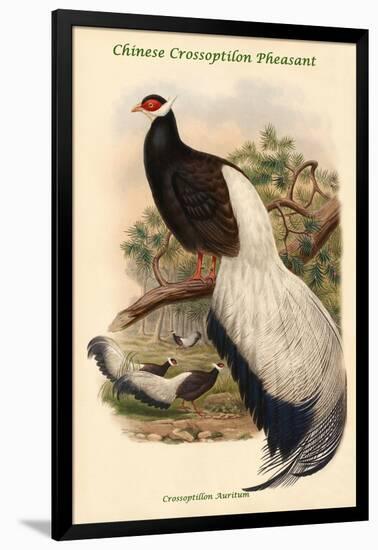 Crossoptillon Auritum - Chinese Crossoptilon Pheasant-John Gould-Framed Art Print