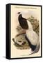 Crossoptillon Auritum - Chinese Crossoptilon Pheasant-John Gould-Framed Stretched Canvas