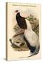 Crossoptillon Auritum - Chinese Crossoptilon Pheasant-John Gould-Stretched Canvas